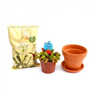 Kit Plante Carnivore (Dionaea)