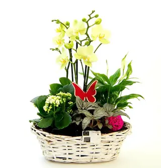 Aranjament cos plante