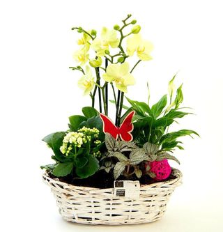 Aranjament cos plante