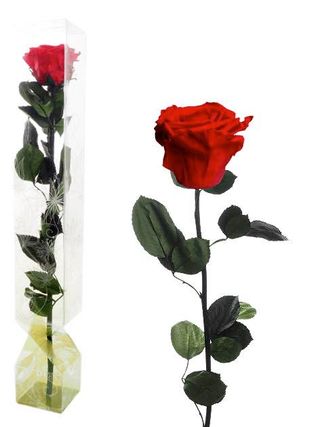 Rosa  Roja Eterna Tallo Largo