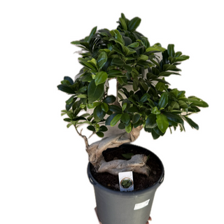 Bonsai ficus 