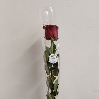Ruža crvena u celofanu