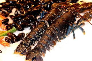 Bogavante Nacional 1 Kg. Aprox 1 Kg. Aprox