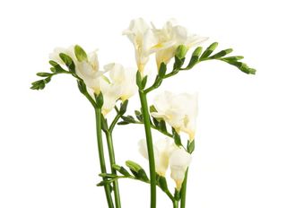 5 Фрезии, Бели