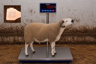 00155060 - 75 Kg