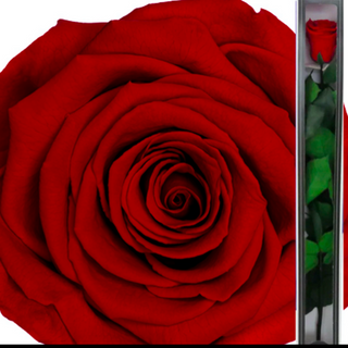 Wieczna Róża czerwona długa 