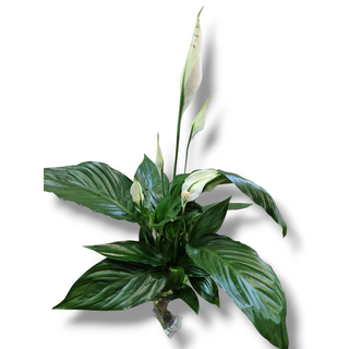 Spathiphyllum