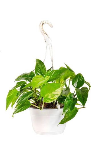 pothos verde 