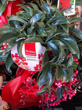 Ardizia pianta grande