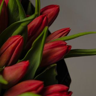 Ramo De 10 Tulipanes Rojos