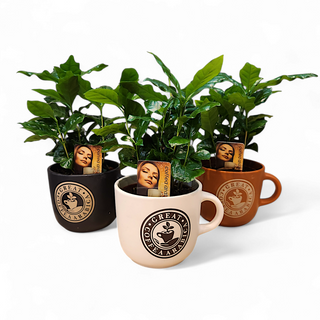 Coffea arabica grande