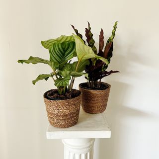 Calathea Sopresa