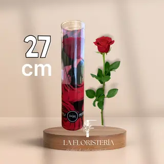 Rosa eterna (27cm)