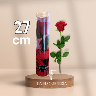 Rosa eterna (27cm)