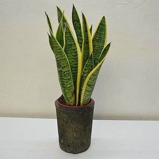 SANSEVIERIA LAURENTII