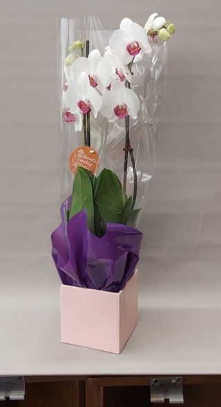 Orhidee phalenopsis  alba