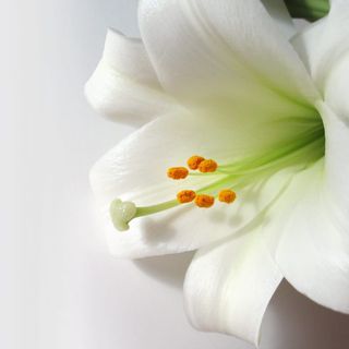 consegna Bouquet 6 gigli bianchi 