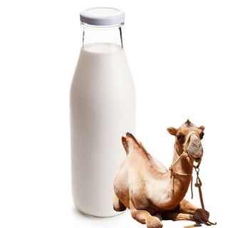 Camel Milk 1L