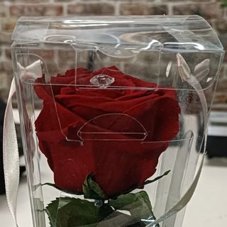 Rosa rossa stabilizzata grande gambo lungo 