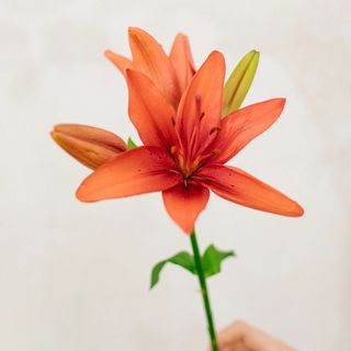 Ramo de 3 lirios bourdeos