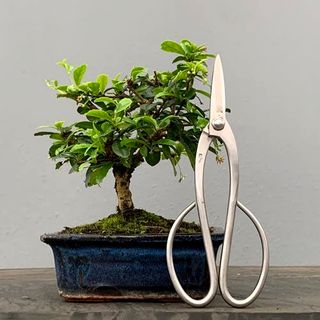 Bonsái Carmona BonsaiGranada Foto Genérica 5 años