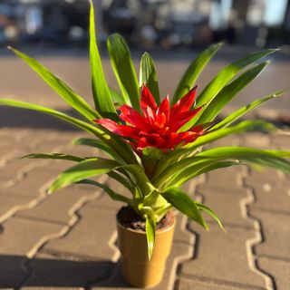 Гузмания - малка