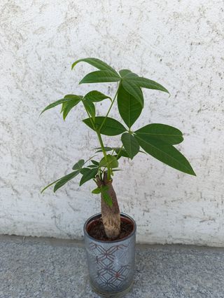Copacul banilor