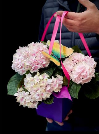 Hydrangea