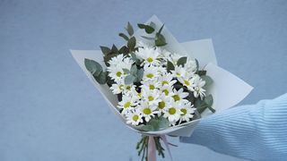 ქრიზანთემები ლილატ 0147