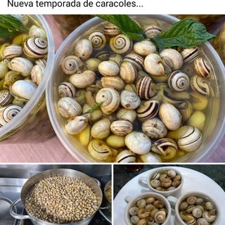 Caracoles de temporada