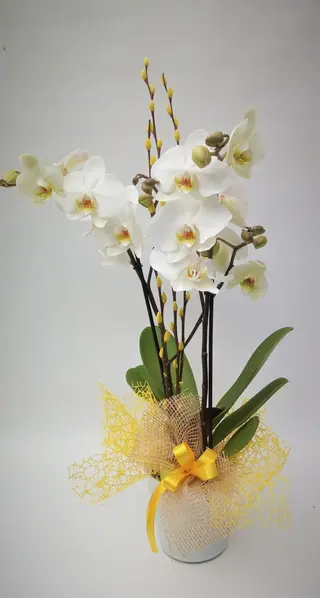 Orchidea bianca 