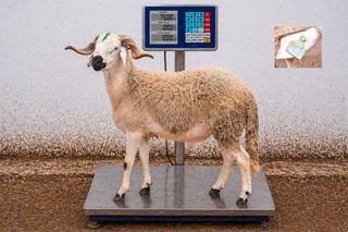 01281873 - 75 Kg