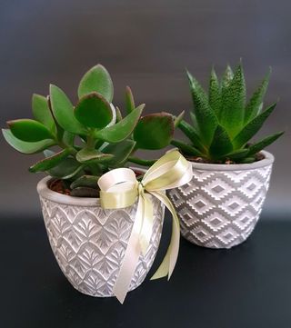 Sukulent u sivoj ili bijeloj teglici