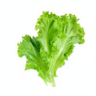Lechuga
