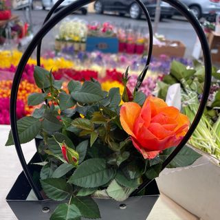 trandafir la ghiveci