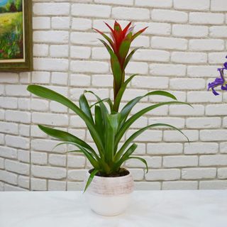Planta ghiveci guzmania cu vas ceramic