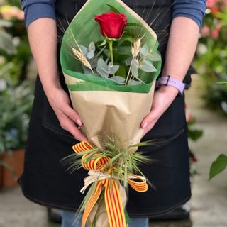 Rosa san Jordi 