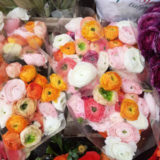 Ranucoli misto coloni 10 rami