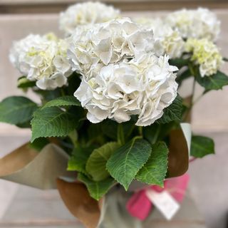 Planta de Hortensia Color Blanco