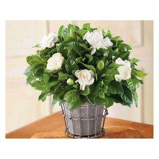 Gardenia profumata , misura grande con tanti boccioli 