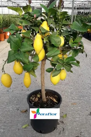 PIANTE di Limone 