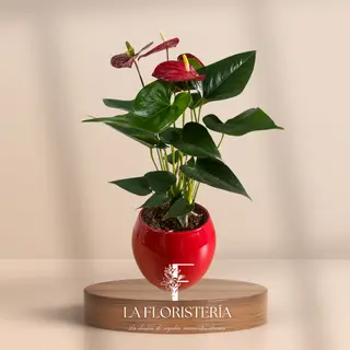 Anturio