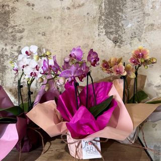 Orchidea piccola colorata