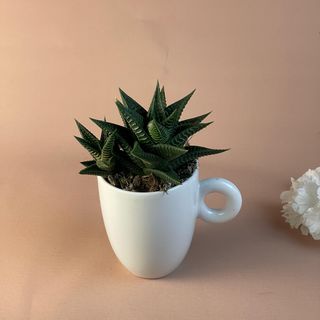 Haworthia en Mug