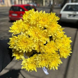 5 гілок жовтої зембла