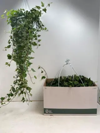 hedera  vaso medio