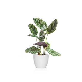 Calathea Sanderiana (Calathea Ornata)