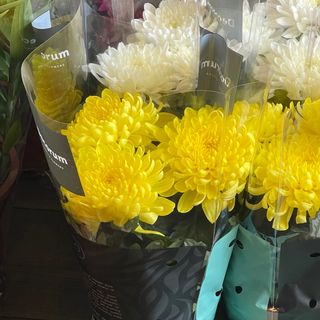 Crizantema mare la ghiveci 