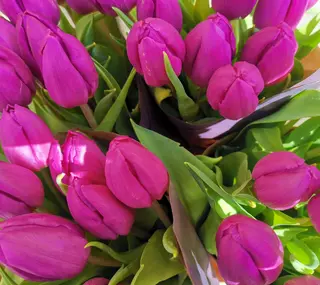 20 tulipani fucsia 