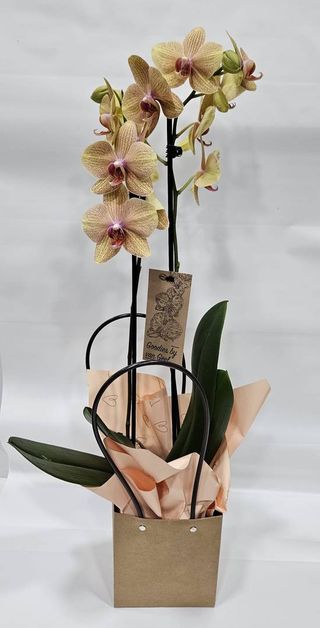 Orquidea Phalaenopsis em Caixinha